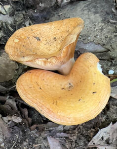 mushroom mushroom