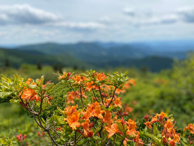 flaming azaleas flaming azaleas