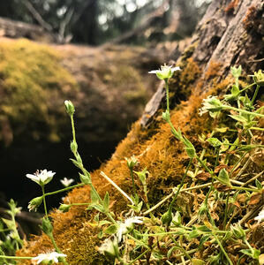 moss moss